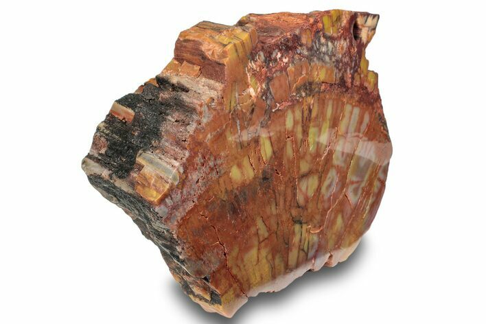 Polished, Petrified Wood (Araucarioxylon) - Arizona #244087